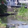 川沿い散歩　釣り人再び