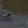 川沿い散歩　魚を狙うカワウだ！