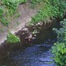川沿い散歩　トリはカモだ！