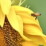 欲張りなミツバチ