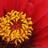 花芯