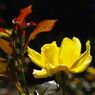 蝉鳴く　薔薇