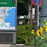 向日葵の咲く街角②
