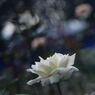 蝉鳴く　薔薇