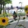 向日葵の咲く街角④