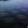 残暑お見舞い申し上げます<(_ _)>