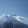 鳥だけど飛びサル