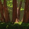 蝉鳴く　ヒメシャラの盆栽