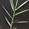 植物