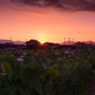 ～ハスの花畑に朝焼け～