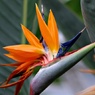 私って鳥に見える？:極楽鳥花(再)