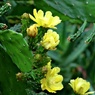フォークソングに有ったよね？！（サボテンの花）