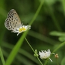 １５ｍｍの翅