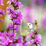 写真句：花の森のてふてふ１
