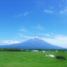 牛くんたちの優雅な一日