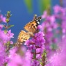 写真句：花の森のてふてふ２