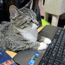 PCネコ