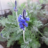 青のお花