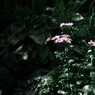 ピンクの花