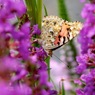 写真句：花の森のてふてふ５：蛇の目