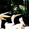 ペリカンキャッチャー