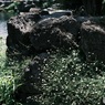 水辺に咲いてた白い花