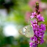 写真エッセイ：花の森のてふてふ６：楽園