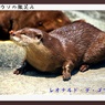 「カワウソの微笑み」