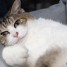 きんちゃん