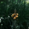 オレンジ色の花