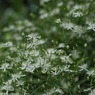 オールドレンズで　白い花