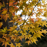 紅くなりたい。