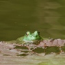 夏の池