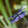 Mr Violet