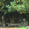 写真エッセイ：大樹の陰：NTW244