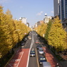青山通りの銀杏
