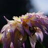 蝉鳴く　ダリア
