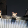 路地裏(猫)