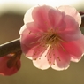 梅の花