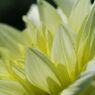 蝉鳴く　ダリア