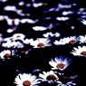 flower-001
