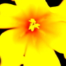 flower-002