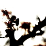 flower-004