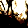 flower-005