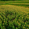 大きな向日葵畑