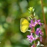 写真エッセイ：花の森のてふてふ８：黄蝶