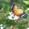 写真エッセイ：花の森のてふてふ９：アベリアに蝶