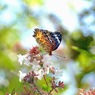 写真句：花の客