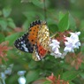 写真エッセイ：花の森のてふてふ11：自在の蝶