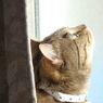 愛猫うめぼし